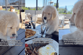 Golden Retriever puppy brunch