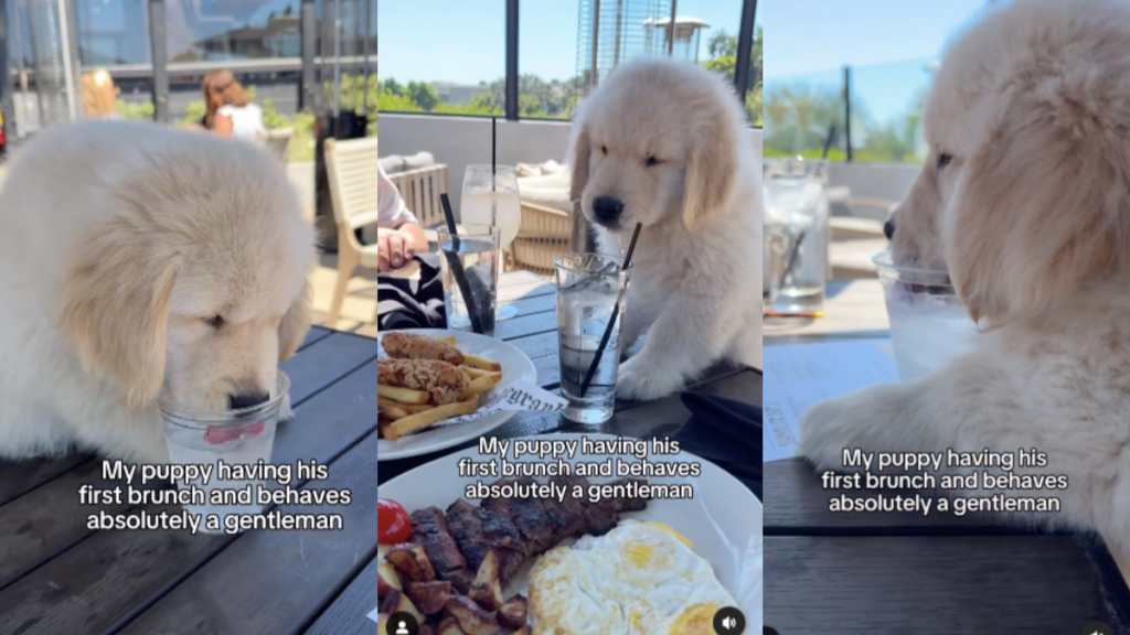 Golden Retriever puppy brunch