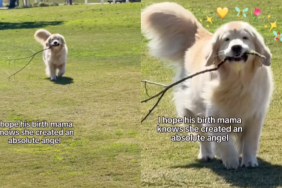 Dog big branch video