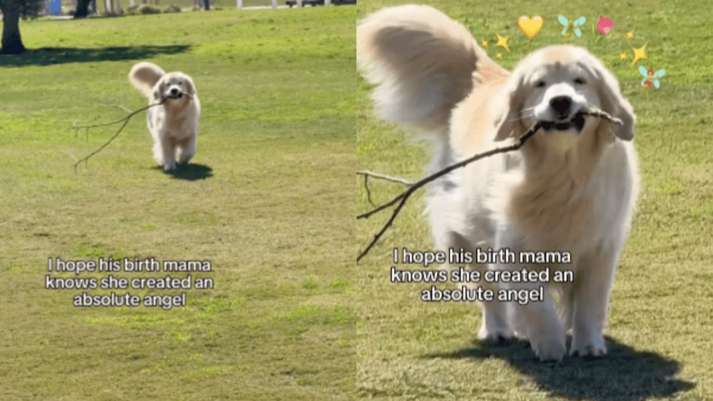 Dog big branch video