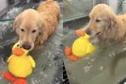 Video of Dog Holding on to Duckie