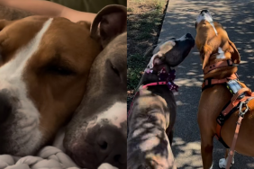 rescue Pit Bull video