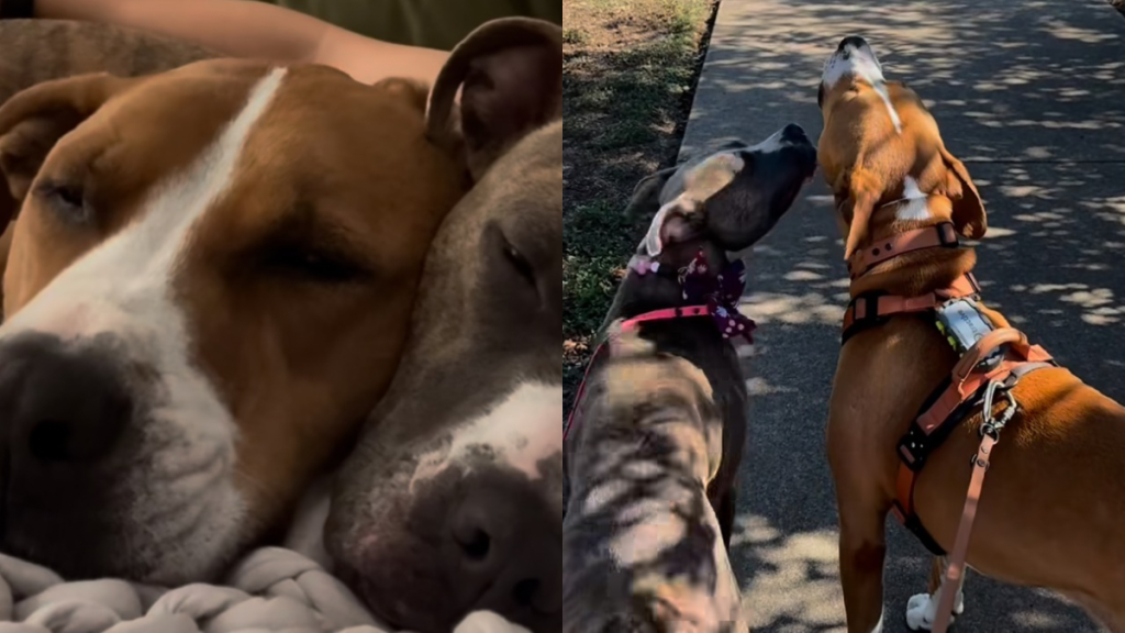 rescue Pit Bull video