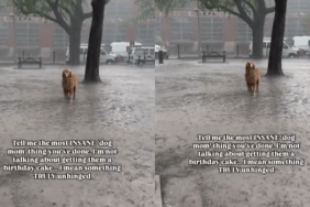 Dog rain video