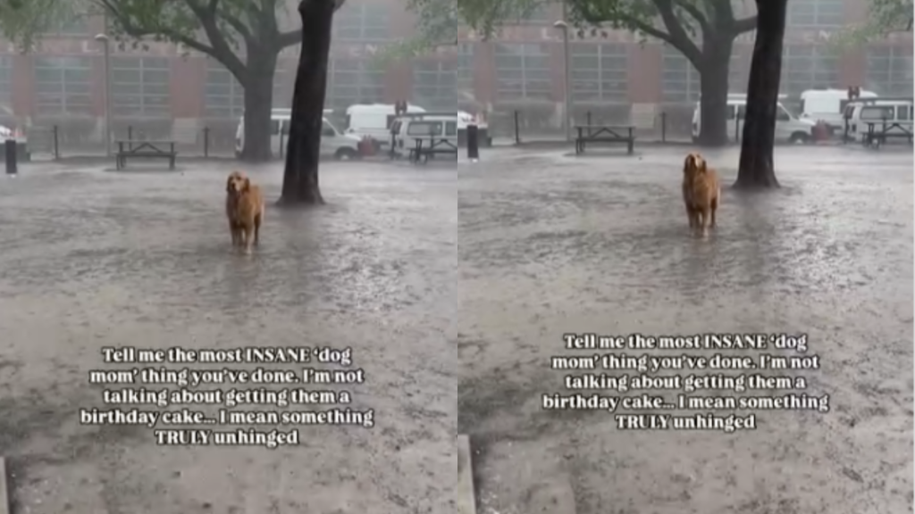 Dog rain video