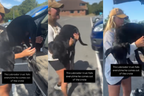 Dog trust fall video