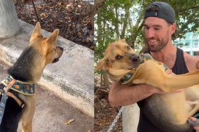 rescue dog chicken video