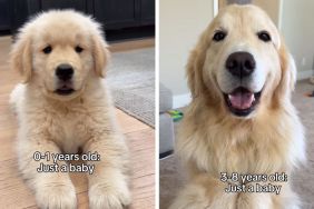 dog just a baby