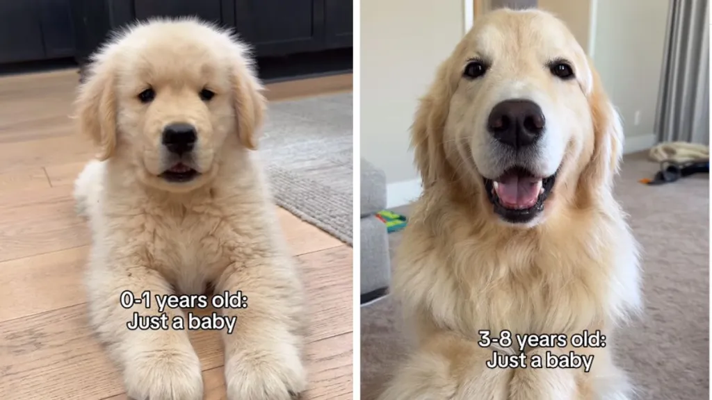 dog just a baby