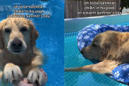 adorable dog video