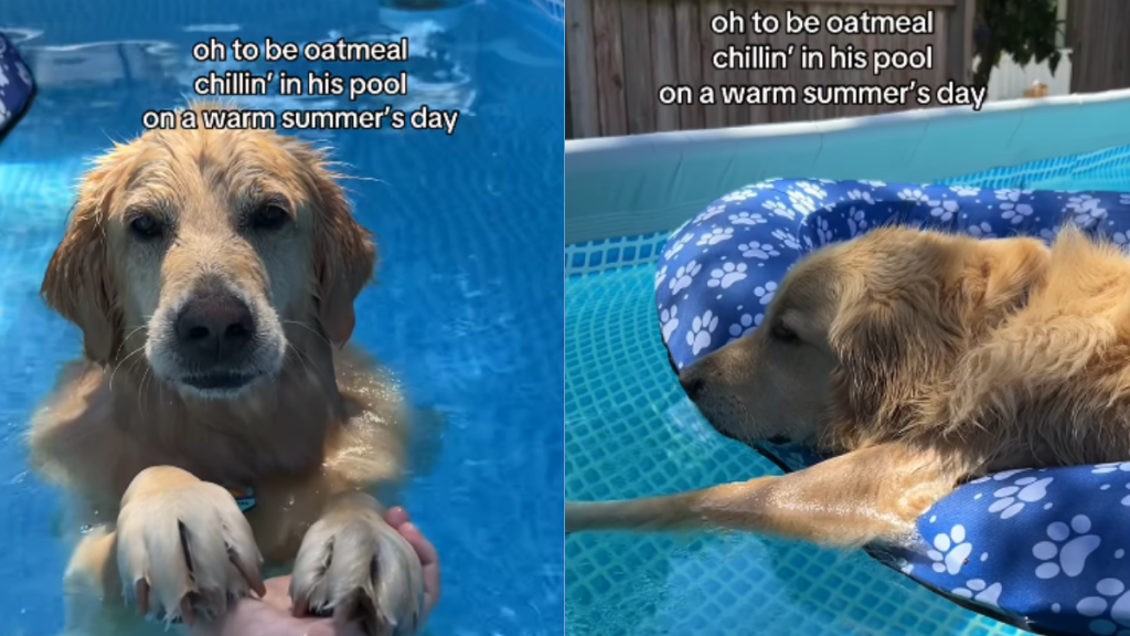 adorable dog video