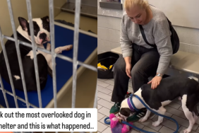 an emotional dog video