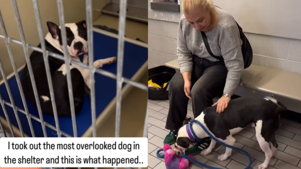 an emotional dog video