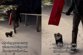 adorable dog video