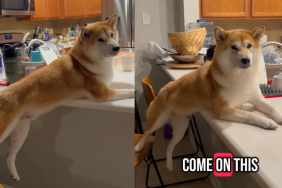 funny dog video