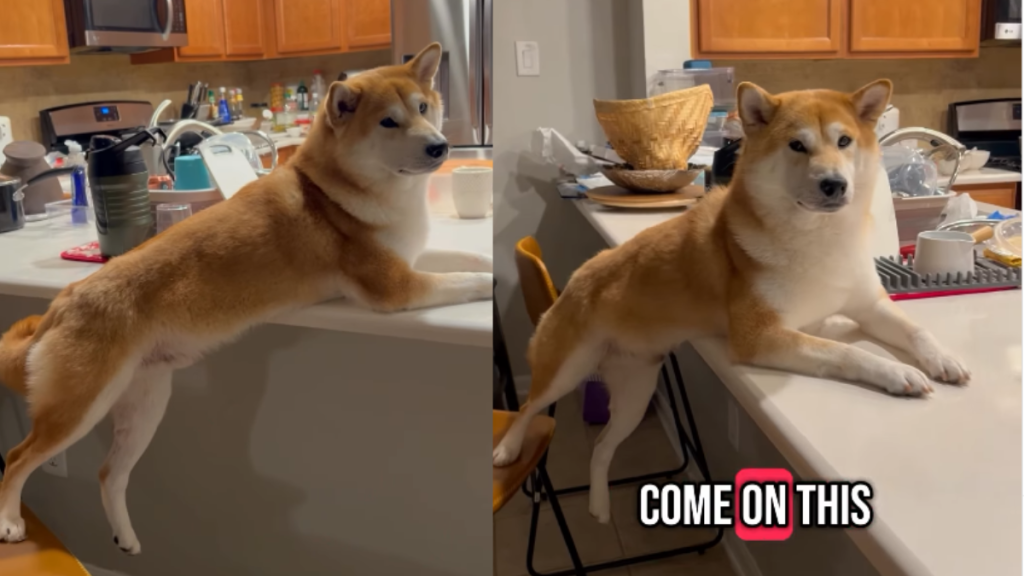 funny dog video