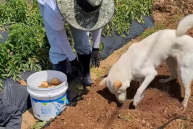 funny dog video