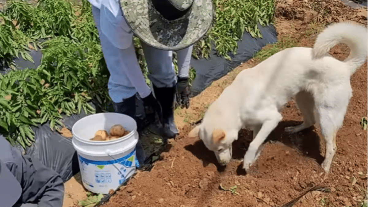 Dog Harvests Potato in Viral Video DogTime
