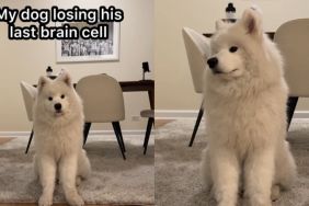 funny dog video