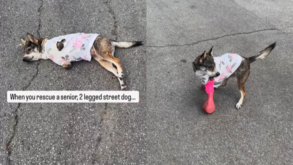 emotional dog video