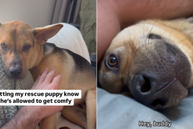 adorable dog video