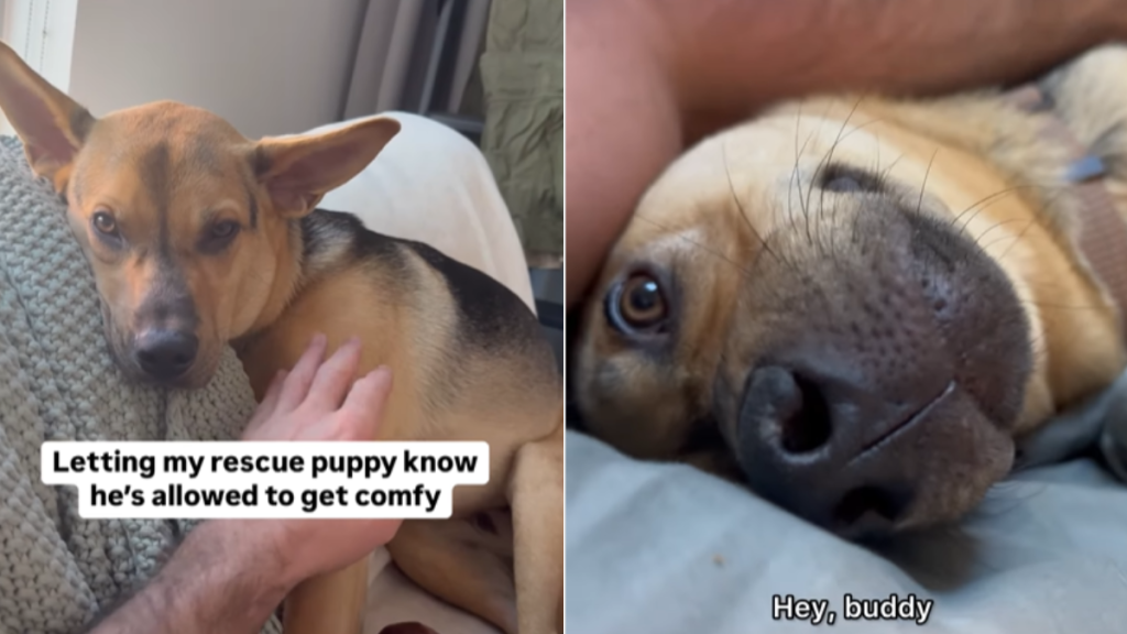 adorable dog video
