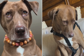 funny dog video