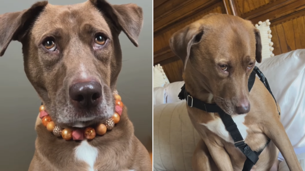 funny dog video