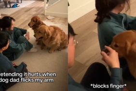 funny dog video