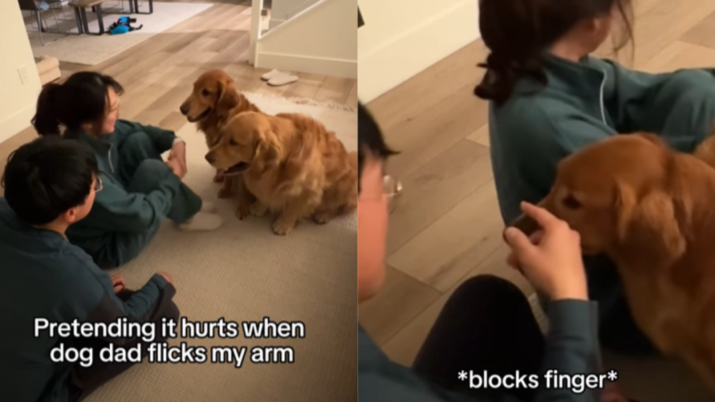 funny dog video