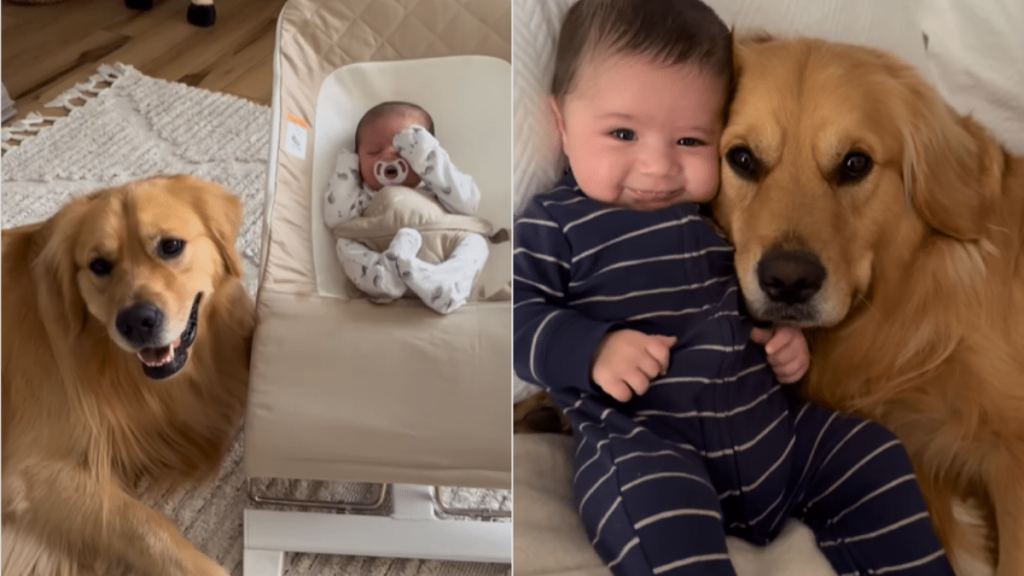Adorable dog and baby video