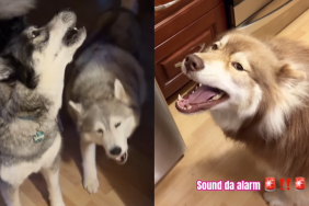 funny dog video