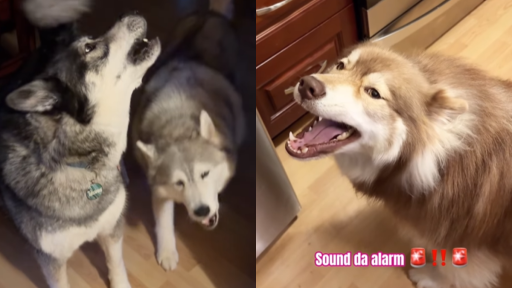 funny dog video