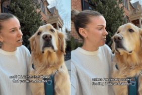 funny dog video