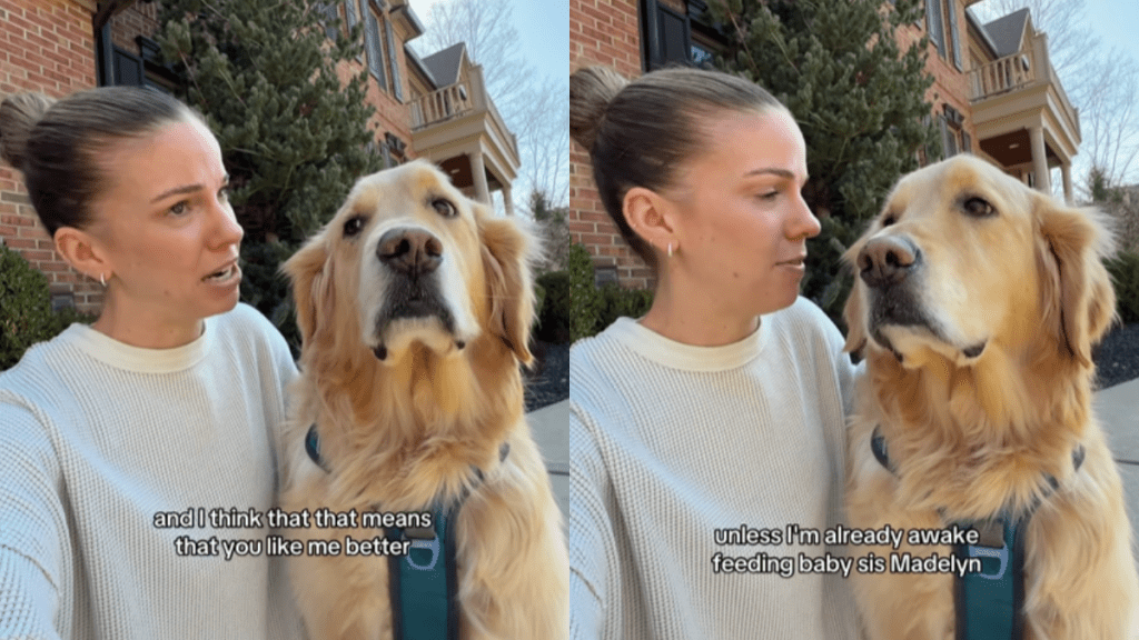 funny dog video