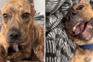 funny dog video