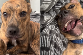 funny dog video