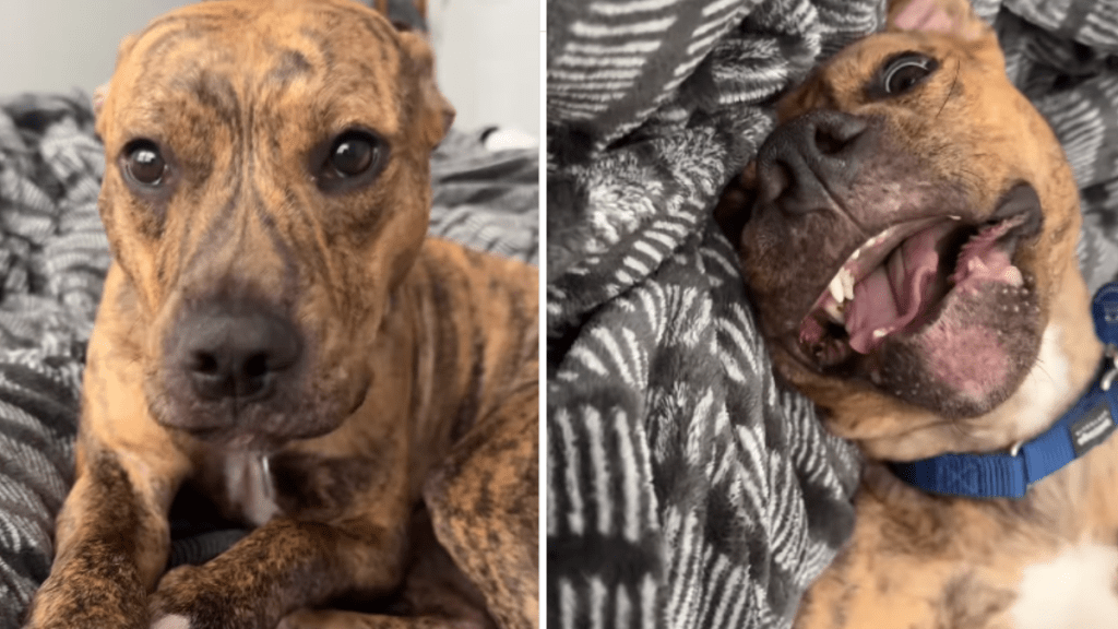 funny dog video