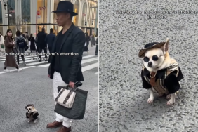 adorable dog video
