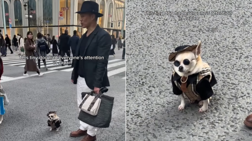 adorable dog video