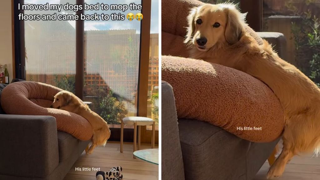 dog bed video