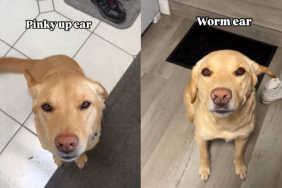 funny dog video