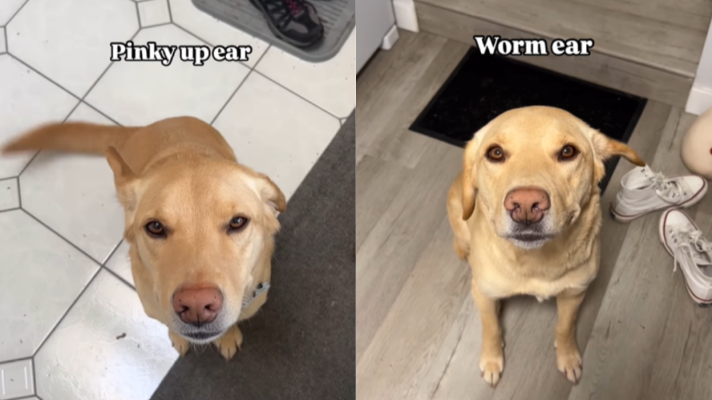 funny dog video