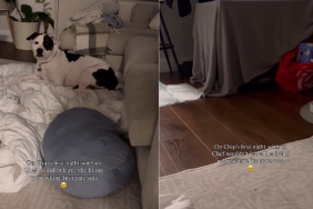 adorable dog video