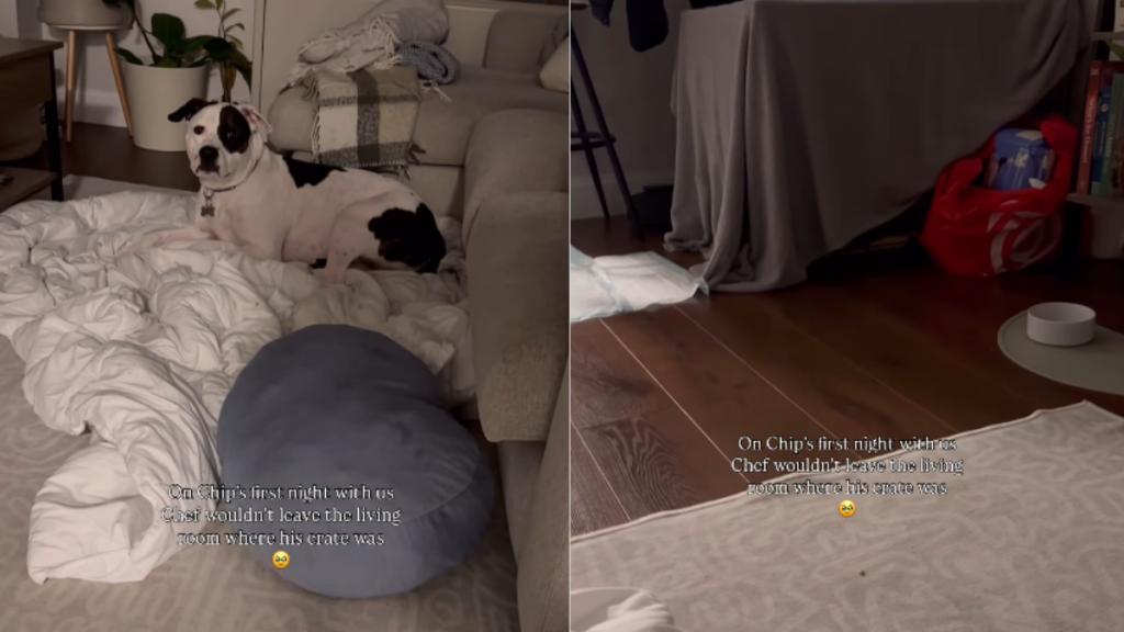 adorable dog video