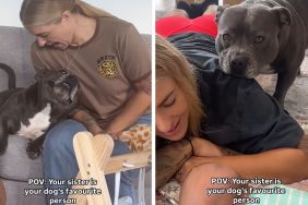 dog Instagram video