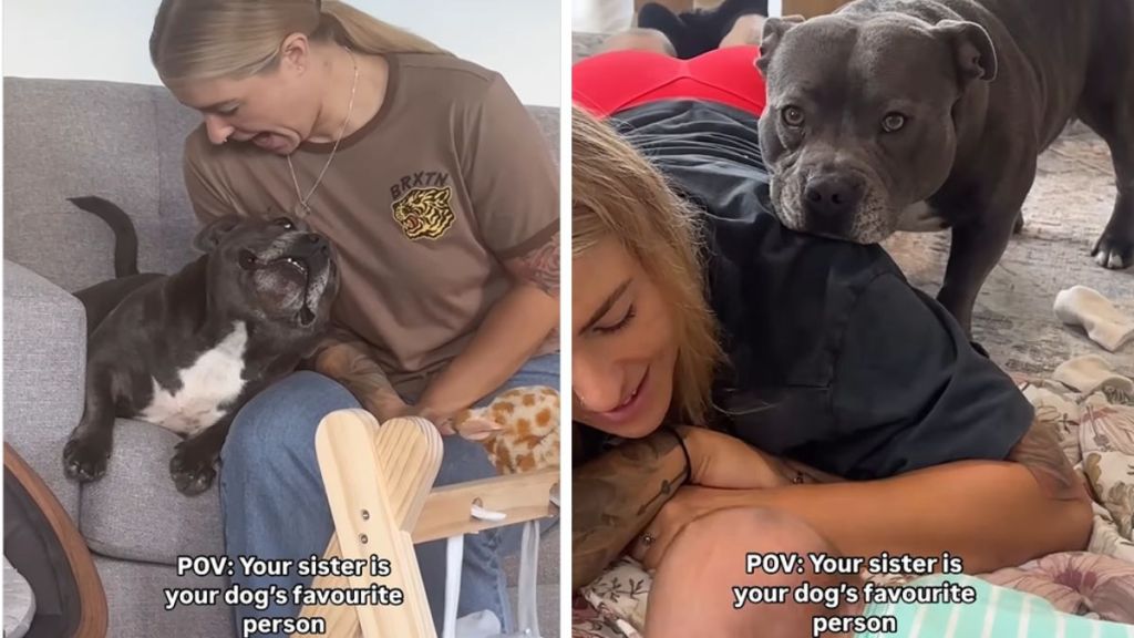 dog Instagram video