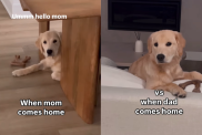 funny dog video