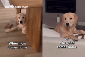 funny dog video