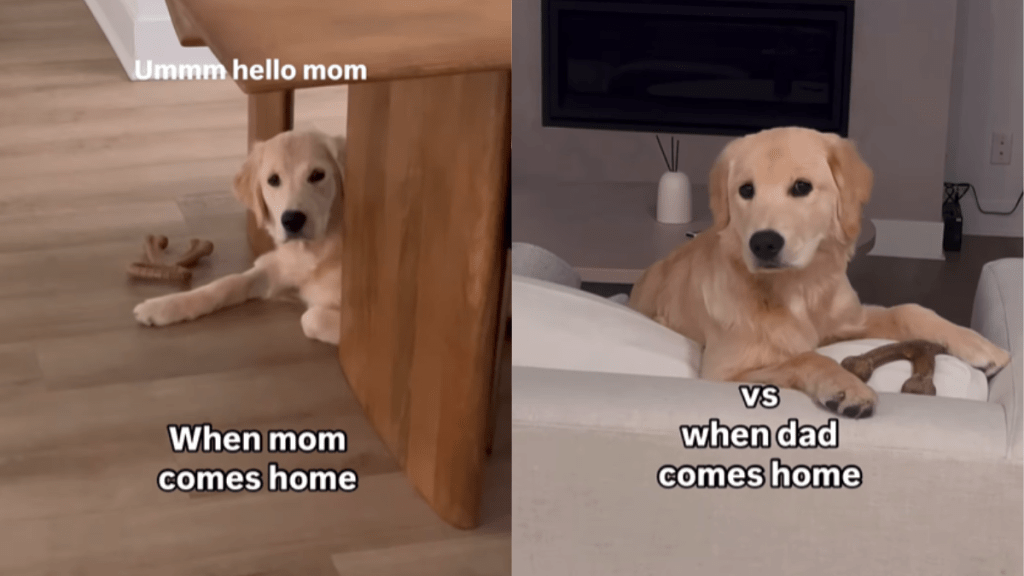 funny dog video